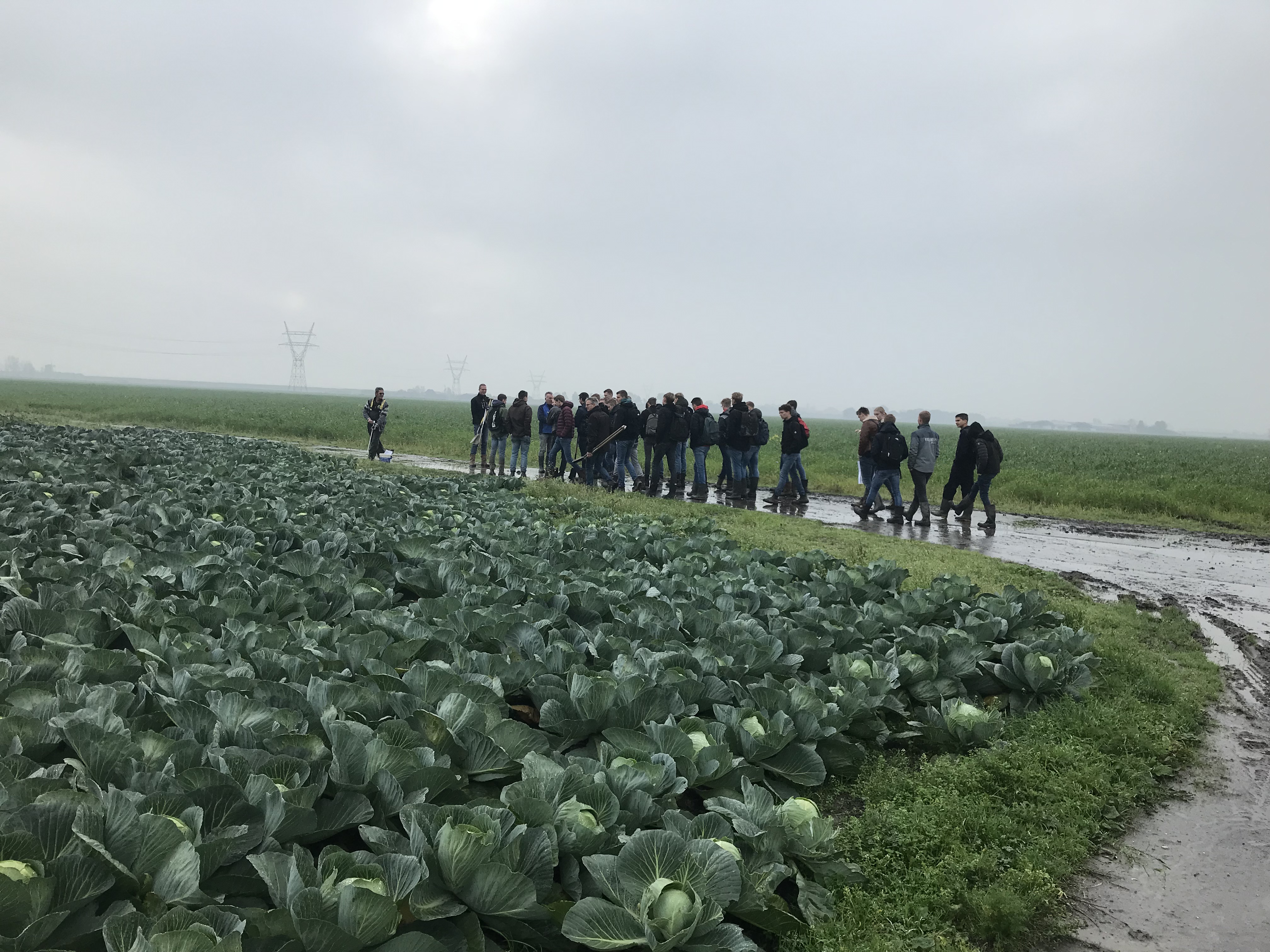 leerlingen lopen door weiland met bloemkool 