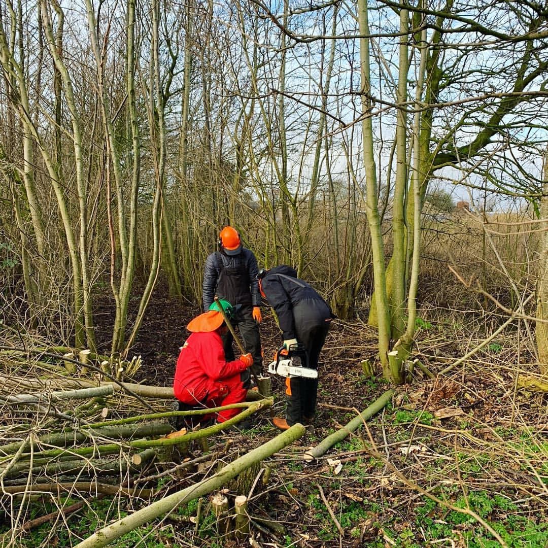 Bomen snoeien 