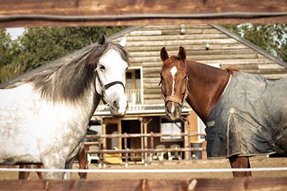 Manege pensionstal Olivier Stables