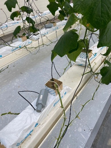 Slimme kassen brengen data en plantenteelt samen - Smart Future Vonk