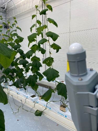 Slimme kassen brengen data en plantenteelt samen - Smart Future - Vonk