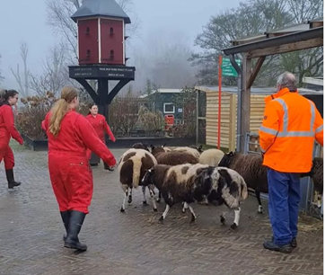 Studenten Dierverzorging Vonk op kinderboerderij