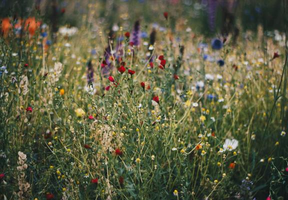 Cursus Plantenkennis Vonk