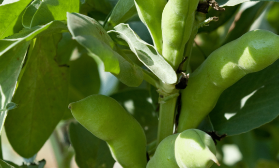 Bean me up - Vonk